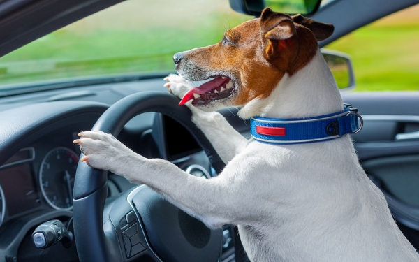 Собака учится водить: уже разогналась до 160 км/ч