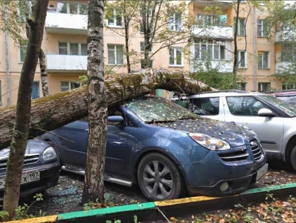 Кто виноват, если дерево во дворе повредило автомобиль