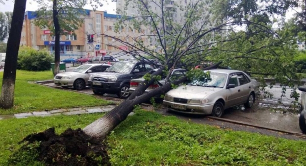 Кто виноват, если дерево во дворе повредило автомобиль