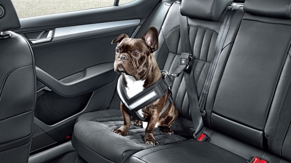 Специалисты рассказали, как правильно и безопасно возить животных в машине